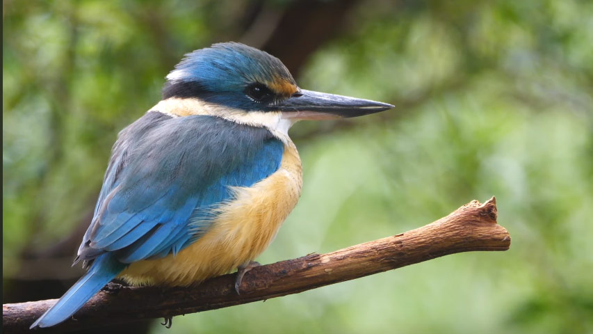 Birds-Healesville-Sanctuary-Wildlife