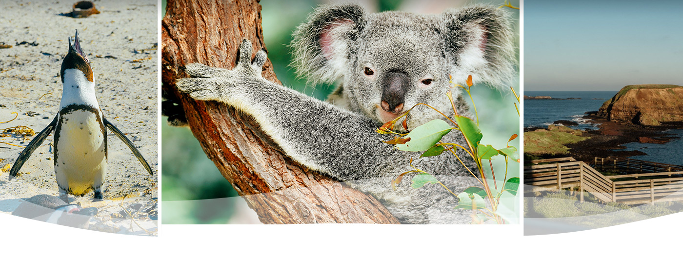 Melbourne Day Trips Phillip Island Penguin Parade and Koala Tour